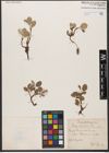 Foto von Salix reticulata L.